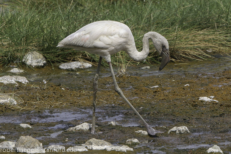 flamingo